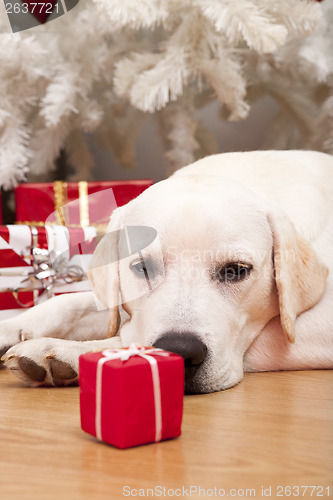 Image of Christmas Dog