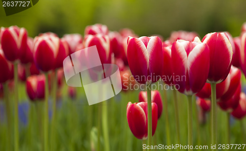 Image of Colorful tulips 