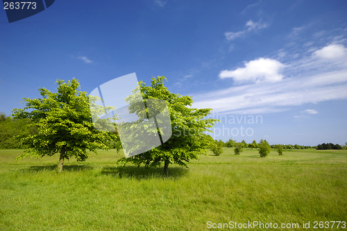 Image of Trees on green field
