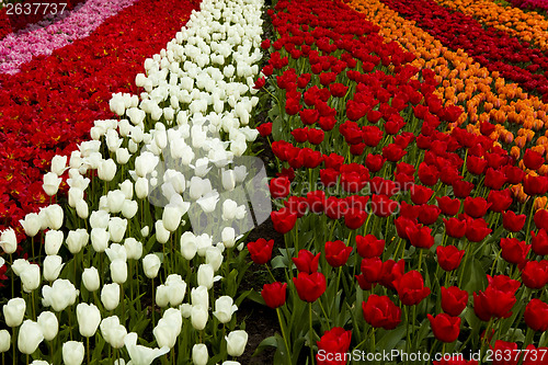 Image of Spring field with tulips