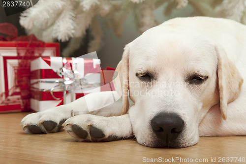 Image of Christmas Dog