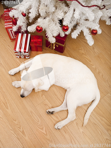 Image of Christmas Dog