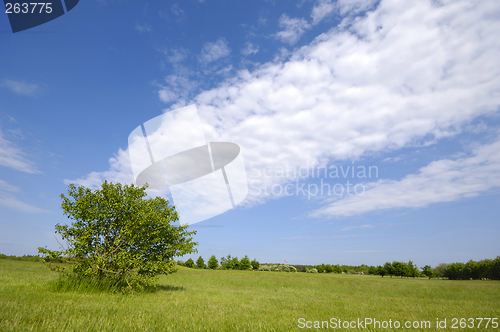 Image of Tree on green field