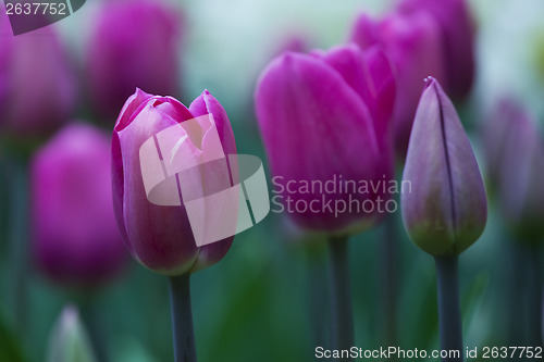 Image of Pink tulips 