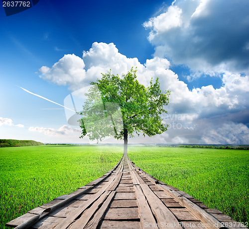 Image of Green tree and bridge