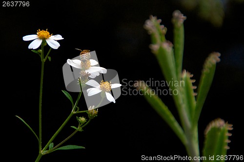 Image of bee collecting pollen