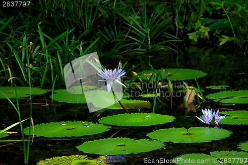 Image of Lily pads with water lilies in bloom