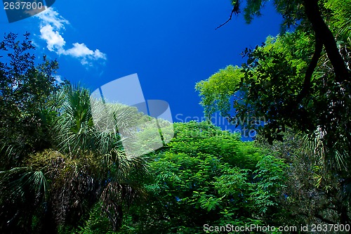 Image of sky above tropical forest