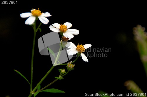 Image of small white daisies against a dark background