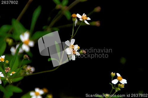 Image of small white flowers against a dark background