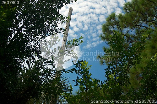 Image of trees and clouds