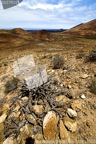 Image of in los volcanes lanzarote spain plant flower bush