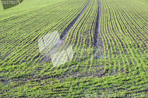 Image of Green rows at a Springtime field