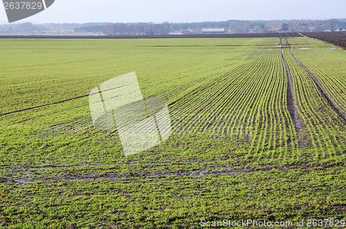 Image of Early springtime field