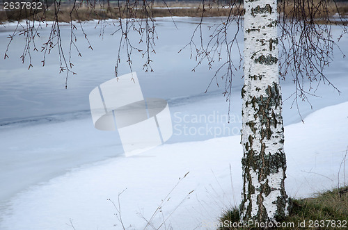 Image of Birch trunk at winter