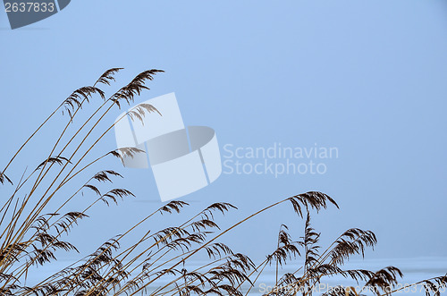 Image of Soft reeds detail