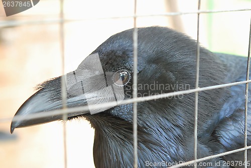 Image of Head of Raven