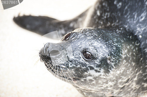 Image of Seal