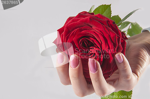 Image of Rose in a hand