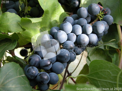 Image of grape