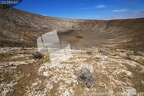 Image of  summer in los volcanes lanzarote spain plant flower