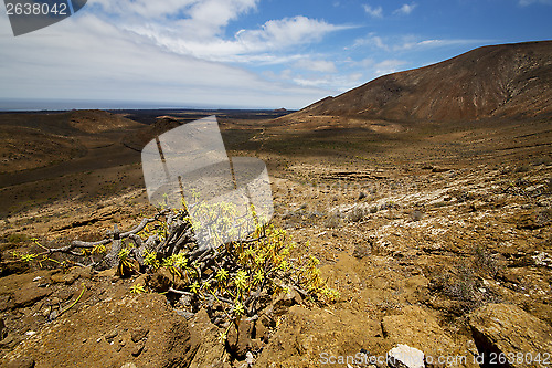 Image of vulcanic timanfaya   spain plant flower bush