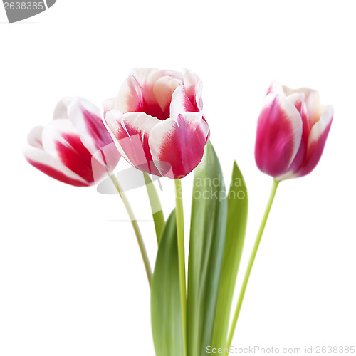 Image of bouquet of tulips