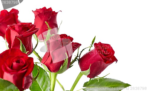 Image of red roses