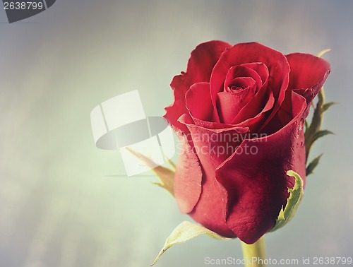 Image of red rose