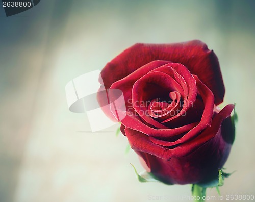 Image of red rose