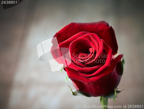 Image of red rose