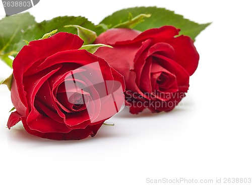 Image of red roses