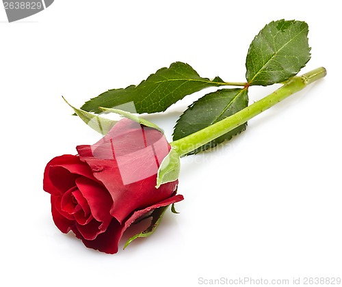 Image of red rose