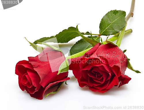 Image of red rose