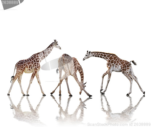 Image of Giraffes  Isolated On White Background