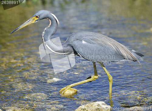 Image of Tricolored Heron