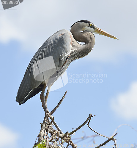 Image of Great Blue Heron Perching