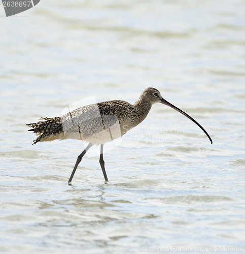 Image of Long-Billed Curlew Bird