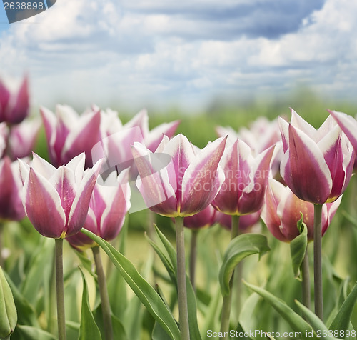 Image of Red And White Tulips