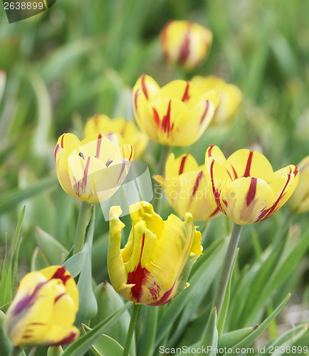 Image of Yellow Tulips
