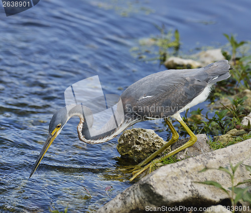 Image of Tricolored Heron