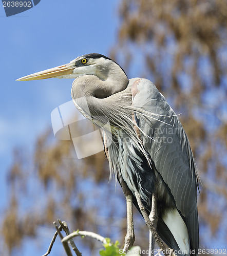 Image of Great Blue Heron Perching