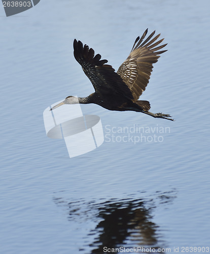 Image of Limpkin Bird