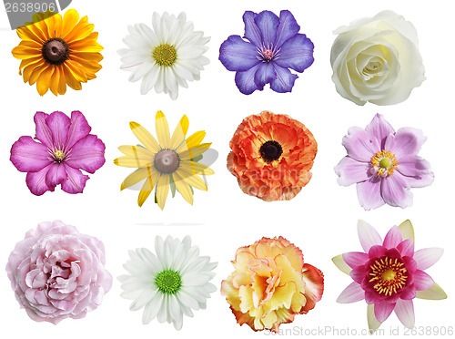 Image of Flowers Collection