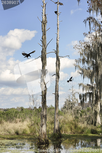 Image of Florida Wetlands