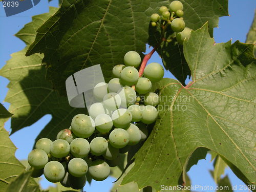 Image of grape