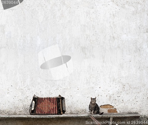 Image of accordion and tabby cat