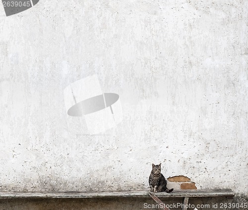 Image of cat sitting on the bench