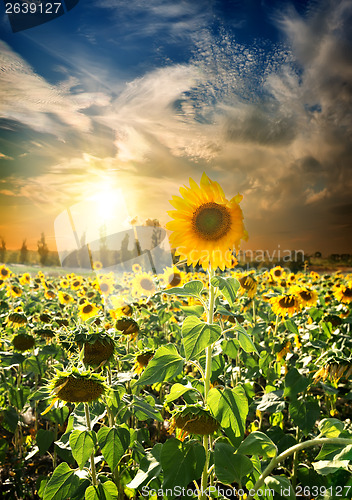 Image of Sunset over sunflowers