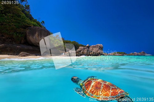 Image of Green Turtle at Similan Islands